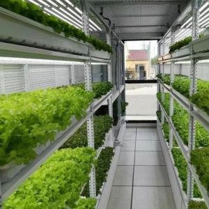 China Type Intelligent Control Agriculture Hydroponic Container Farm for Customized Request on sale