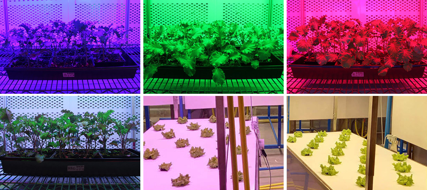 1000W LED Grow Light Full Spectrum PPE 2.8 Gold Heat Sink Width Board Light Bar Grow Light Commercial