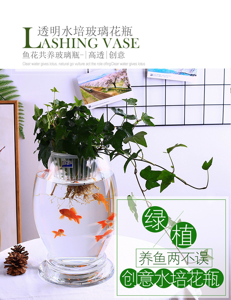 Glass hydroponic vase flowerpot transparent dinosaur egg green bamboo bamboo fish aquarium vessel containers