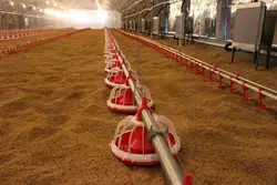 PLC Automatic Chicken Feeding Line 220V 50Hz Poultry Feed Lines