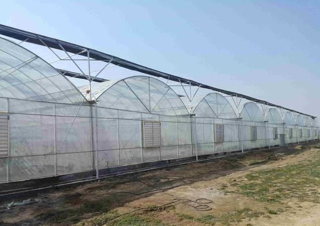 Stable Structure Polyethylene Plastic Greenhouse High Wind Resistance Customized Design