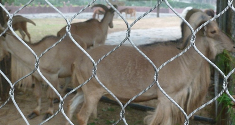 Stainless Steel Wire Rope Mesh x tend mesh AISI 316L zoo mesh
