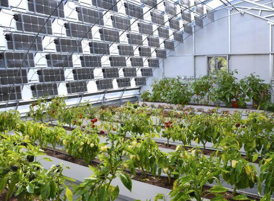 Wall Panel Equipped Single-Arch Solar Greenhouse