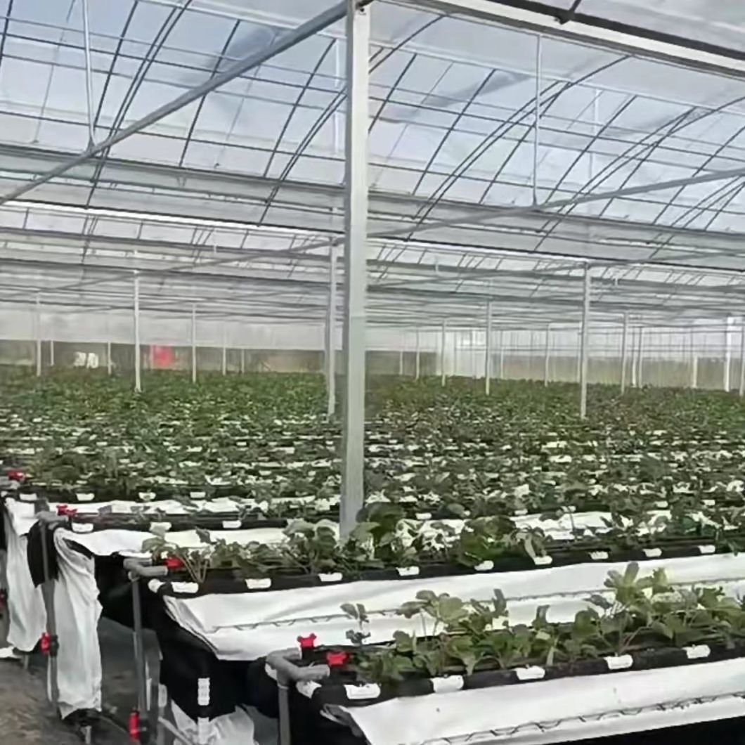 Innovative Multi-Span Film Greenhouse for Vertical Farming