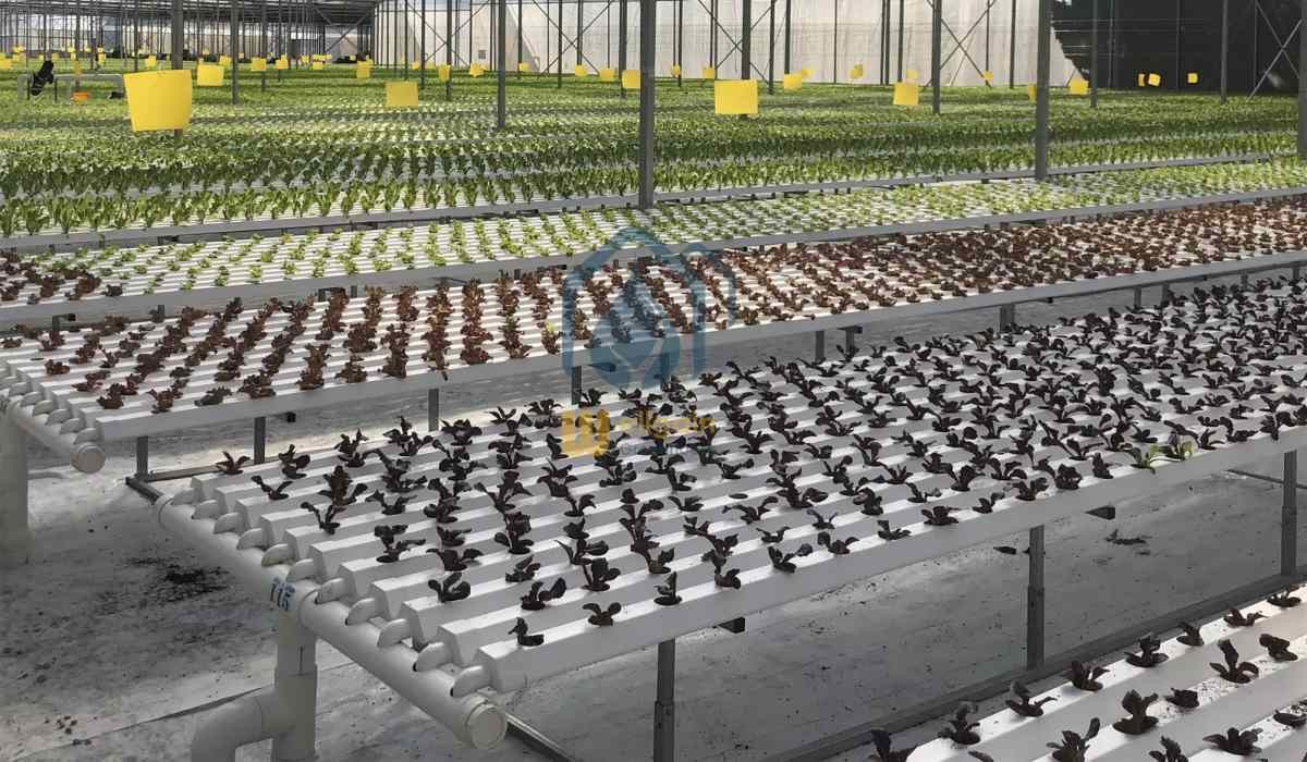 Greenhouse Vegetables Lettuce Grow Hydroponic System NFT Vertical Hydroponic Pipeline