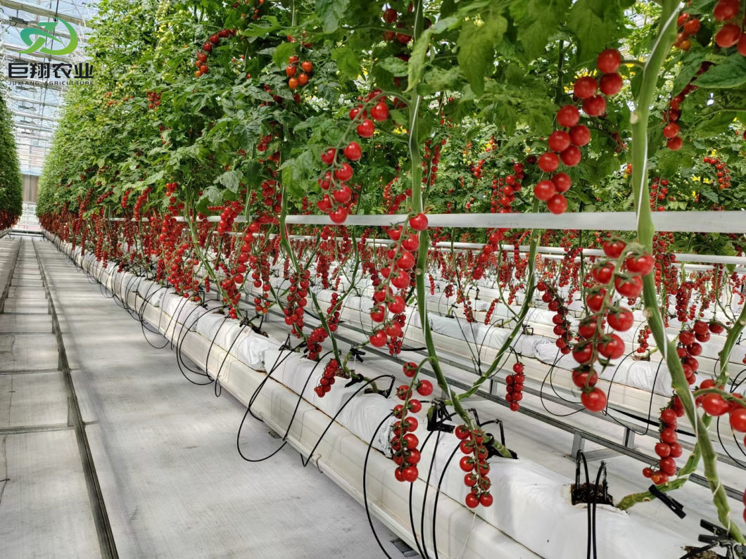 Gothic Type Hot DIP Galvanzied Steel Frame Greenhouse for Growing Tomato
