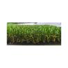 Buy cheap 1x3m 2x5m Commercial Artificial Grass 25mm Dog Friendly Fake Grass from wholesalers