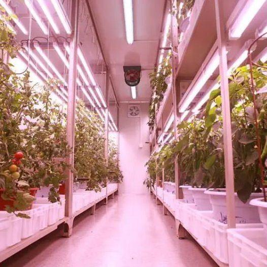 Double Layer Steel Cover Vertical Farming Container Greenhouse for Eco-Friendly