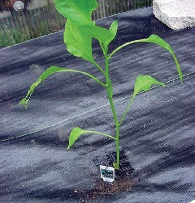 High quality root pot transplant pot for tree pruning root by the air holes