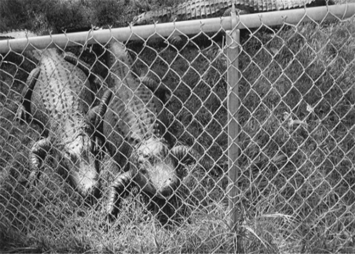2mm 6 Feet Galvanized Chain Link Fence Rolls Farm Mesh