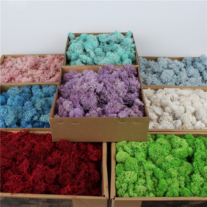 Eco Friendly Preserved Natural Moss Custom Color For House Wall Decoration