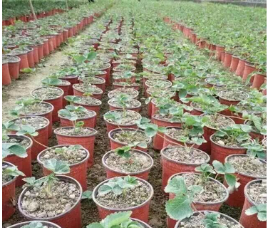 wholesale Two-color plastic flower pot for Orchid seeds