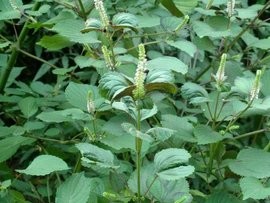 46 - 52% Oil Content Natural Agricultural Products Brown Perilla Seeds 2 - 3mm
