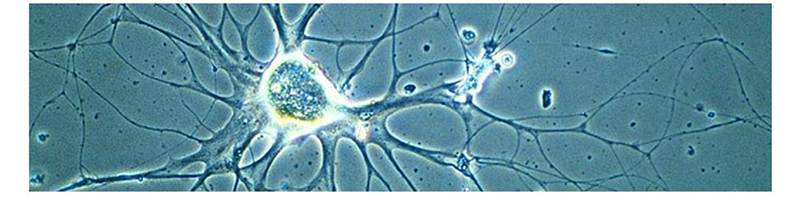 OPTO EDU A14.1097 SW10x Inverted Biological Microscope SW10x/22mm