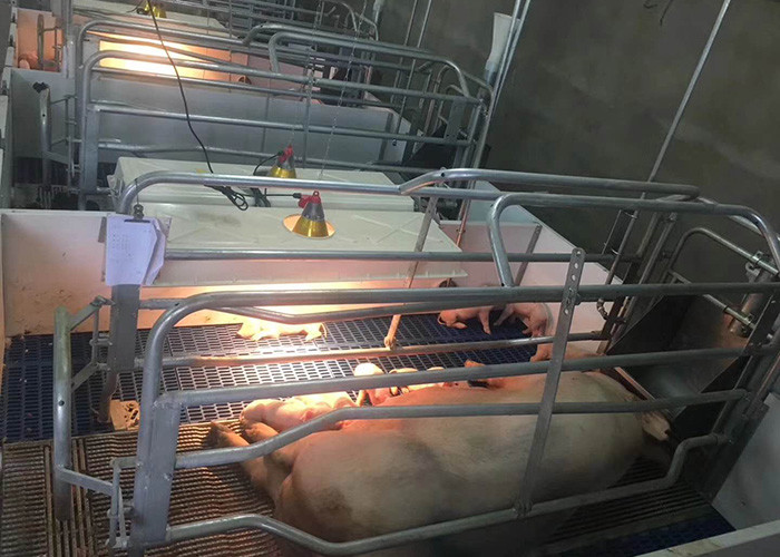 Pig Farming Swine Sow Farrowing Crate Anti Rust Easy Installation