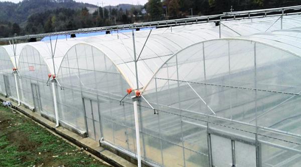 Hanging System Tomato Plant Greenhouse Cover Material Plastic Film 0.12 / 0.15 /