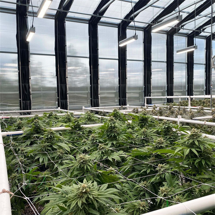 Light Blackout Greenhouse Poly Tunnel Light Deprivation Blackout Single Tunnel Greenhouse With Growing