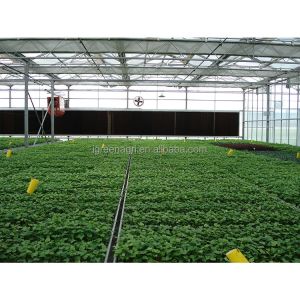 Polycarbonate Greenhouse Sheet with Customized Length and 9.6 Meter Tunnel Width