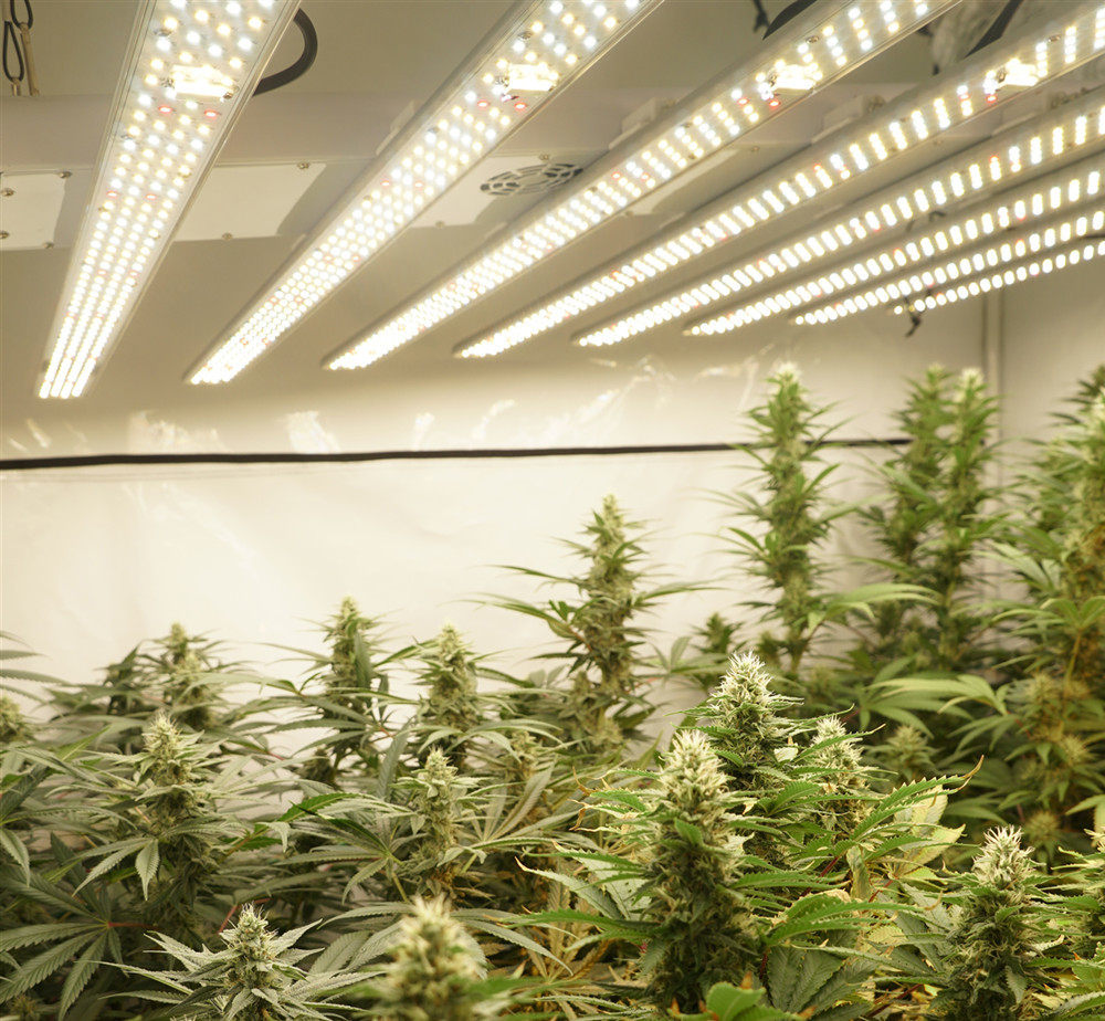 Low Heat Led Grow Lights / Led Flowering Grow Lights IP54 Rating B8-12S