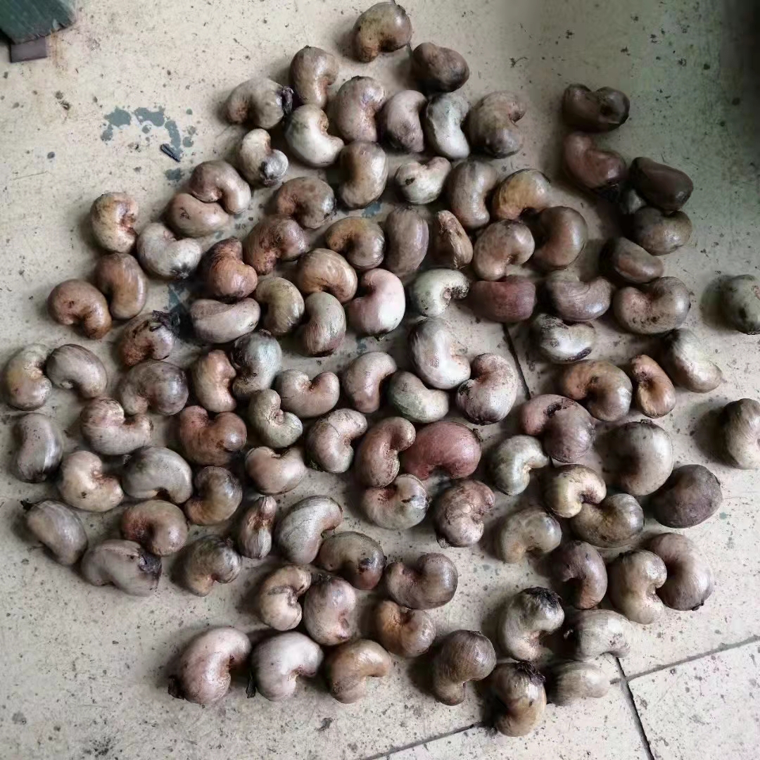 Automatic Roasting Peanut Machine 120KG/H Cashew Nut Shelling Machine