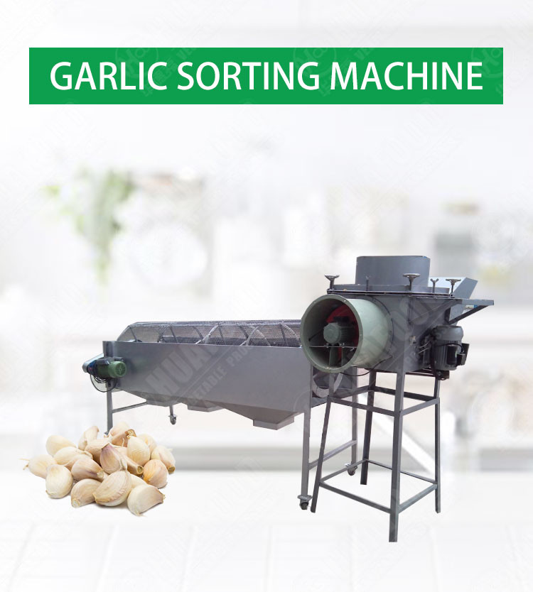 Garlic Automatic Food Processing Machines Garlic Size Grading Sorting Machine Peeler