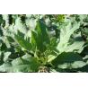 Buy cheap Sorrel herb powder, Sorrel herb Extract, Chinese Manufacturer supply, Yellow from wholesalers