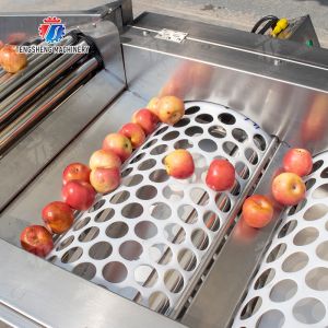 Processing Production Inspecting Grading Fruit Vegetable Onions Saiko persimmon