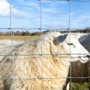China China Anping galvanized rust-proof wire mesh breeding fence mesh cattle and sheep fence Galvanized Sheep Farm Fence on sale