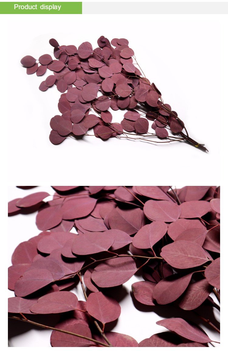 Decor Wedding Ornament Preserved Foliage With Round Leaves Green Plants