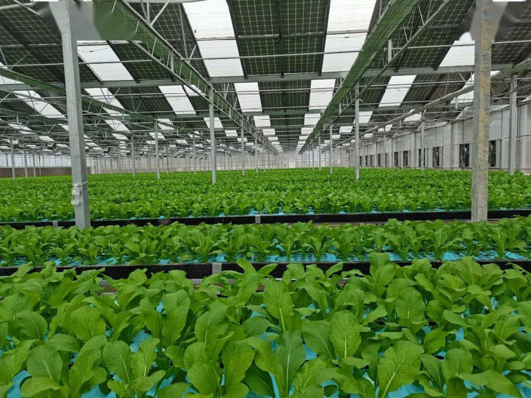 Wall Panel Equipped Single-Arch Solar Greenhouse
