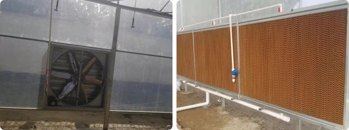 8m Wide Span Tomato Greenhouse Farming Commercial Poly Tunnel With Shading System Spray Irrigation System