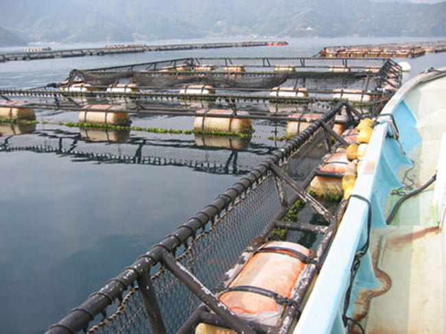 50mm* 60mm Twist Hexagonal Gabion Wire Netting Polyester OEM