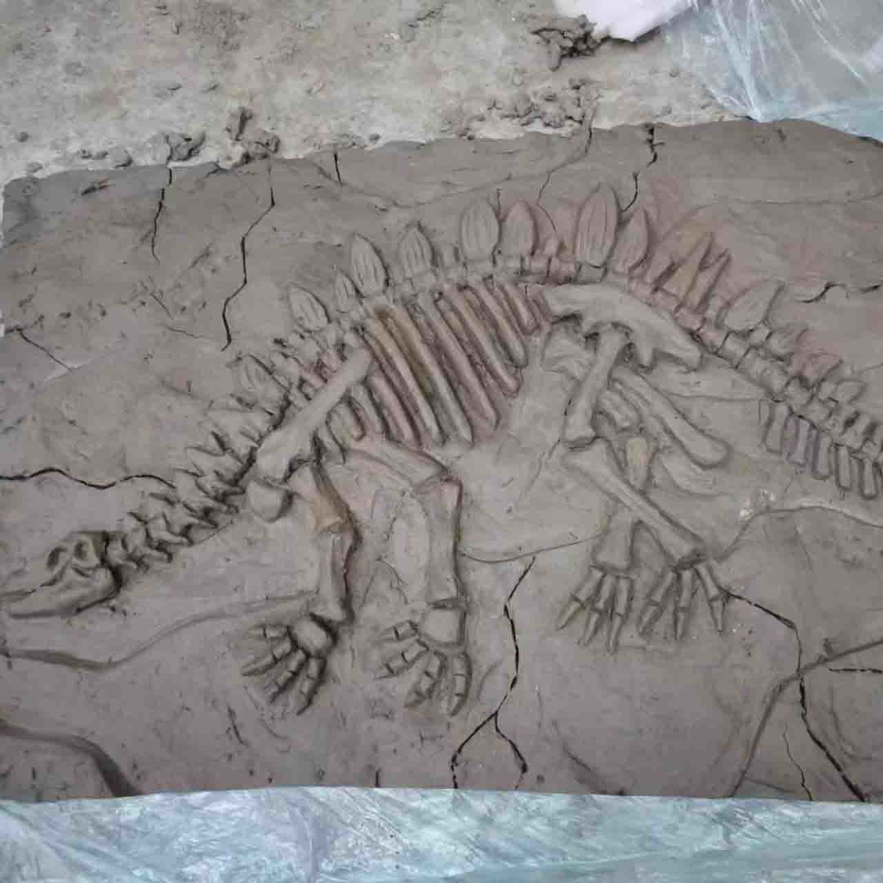 Outdoor Dinosaur Skeleton Replica Model Life Size RoHS Approved