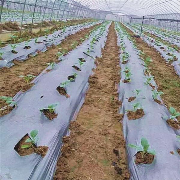 Agriculture Mulch Film for Weed Restain Soil Temperature and Moisture Retention