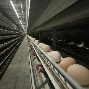 Modern Automated Battery Cage System Nipple Drinking Hot Dip Galvanized