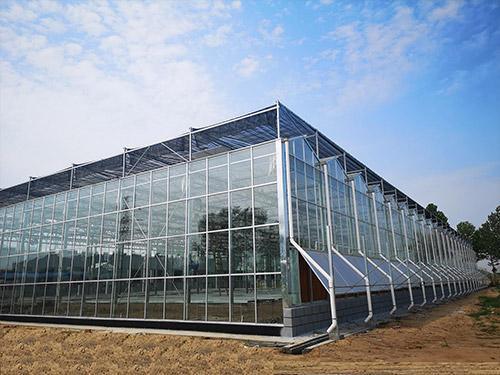 Tomato Cucumber Lettuce Growing System
