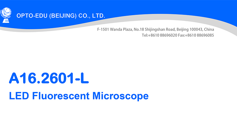 OPTO-EDU A16.2601 40x - 1000x LED Trinocular Fluorescence Microscope For Research / Learning