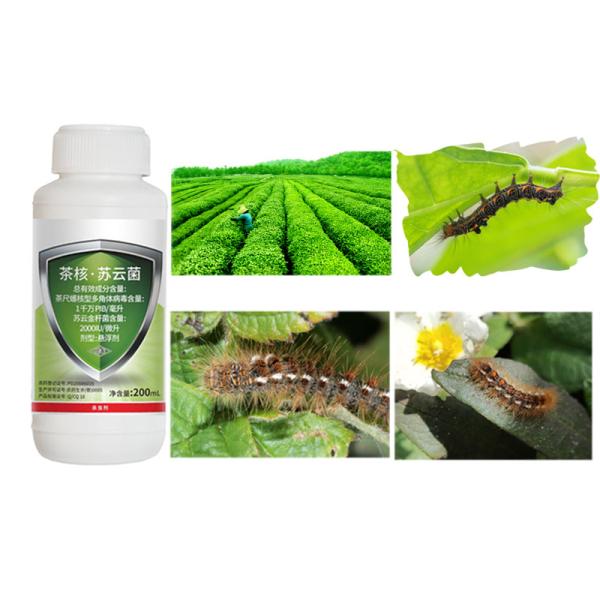 Certified Natural Organic Pesticide Kill Tea Geometrid Caterpillar Fly