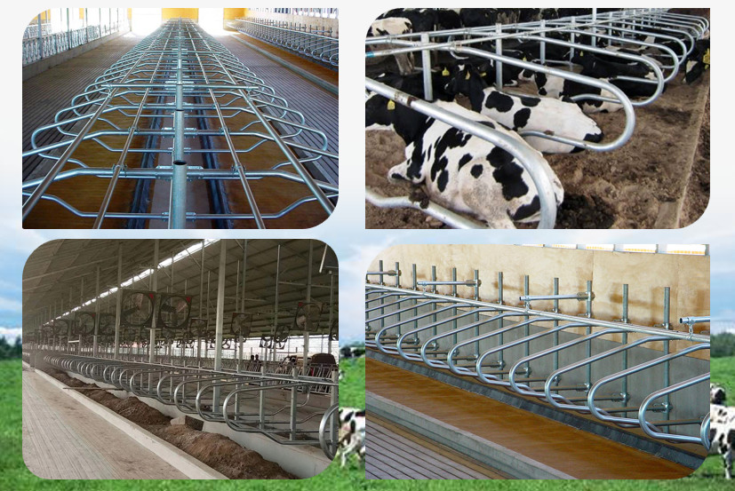 Height 95cm Free Stall Barn Rust Proof For Dairy Farm