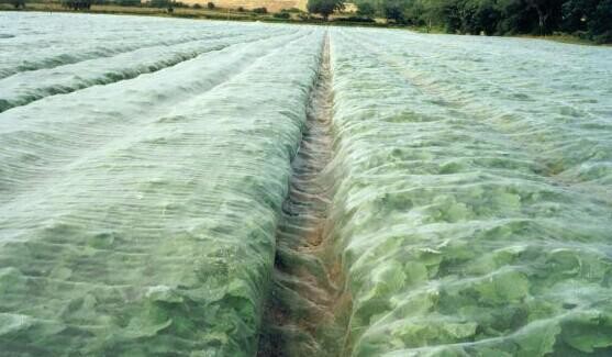50gsm Plain Weaving Insect Proof Mesh , Corrosion Resistance Anti Insect Netting