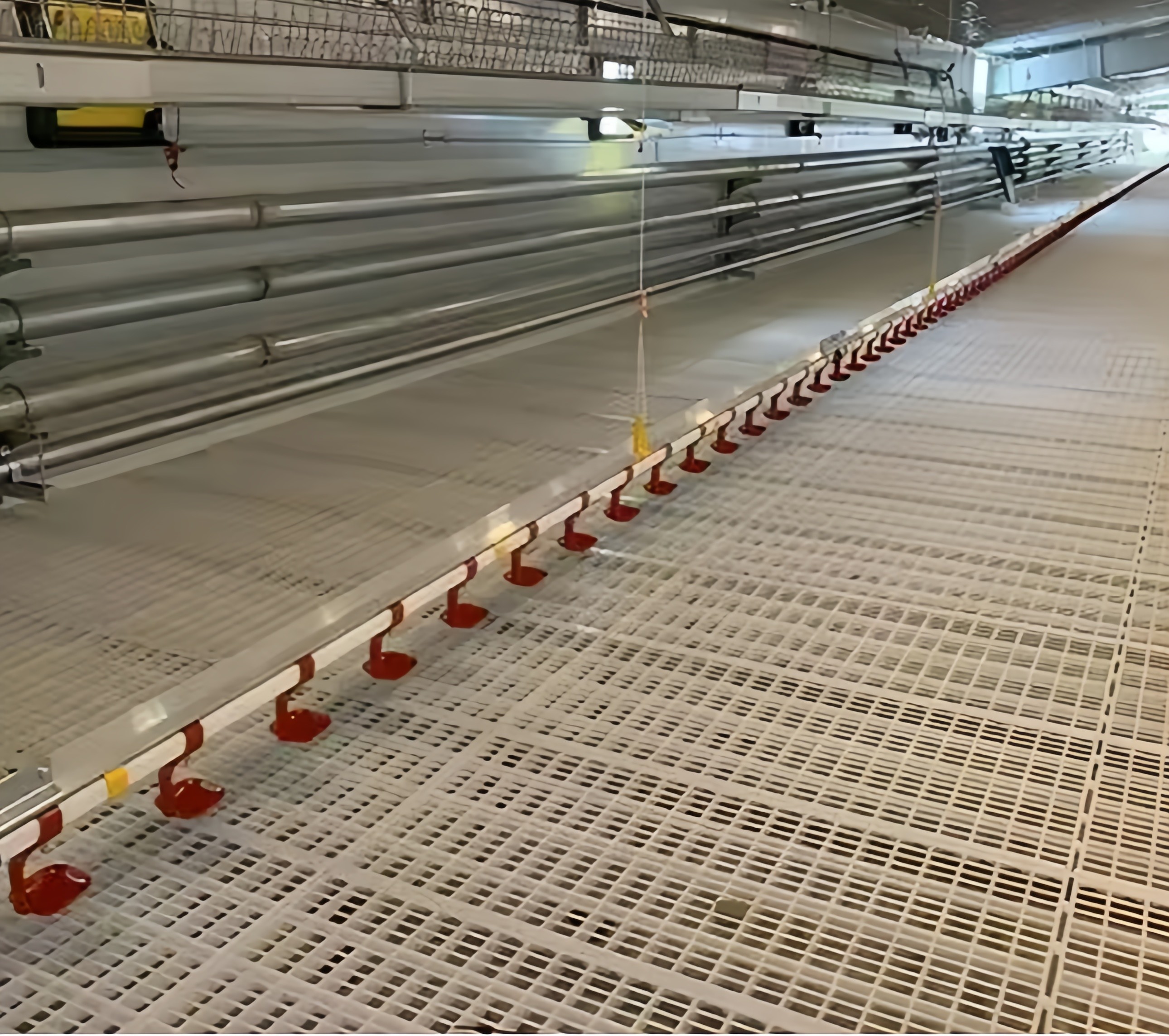 4 Tiers Poultry Battery Cages Customized Automated Poultry Cages For Pakistan Farm