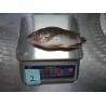 Buy cheap Best Fresh Frozen Tilapia Wholesale from wholesalers