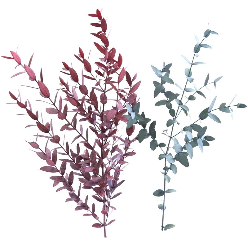 Wholesale preserved foliages preserved eucalyptus dry leaves gift rose