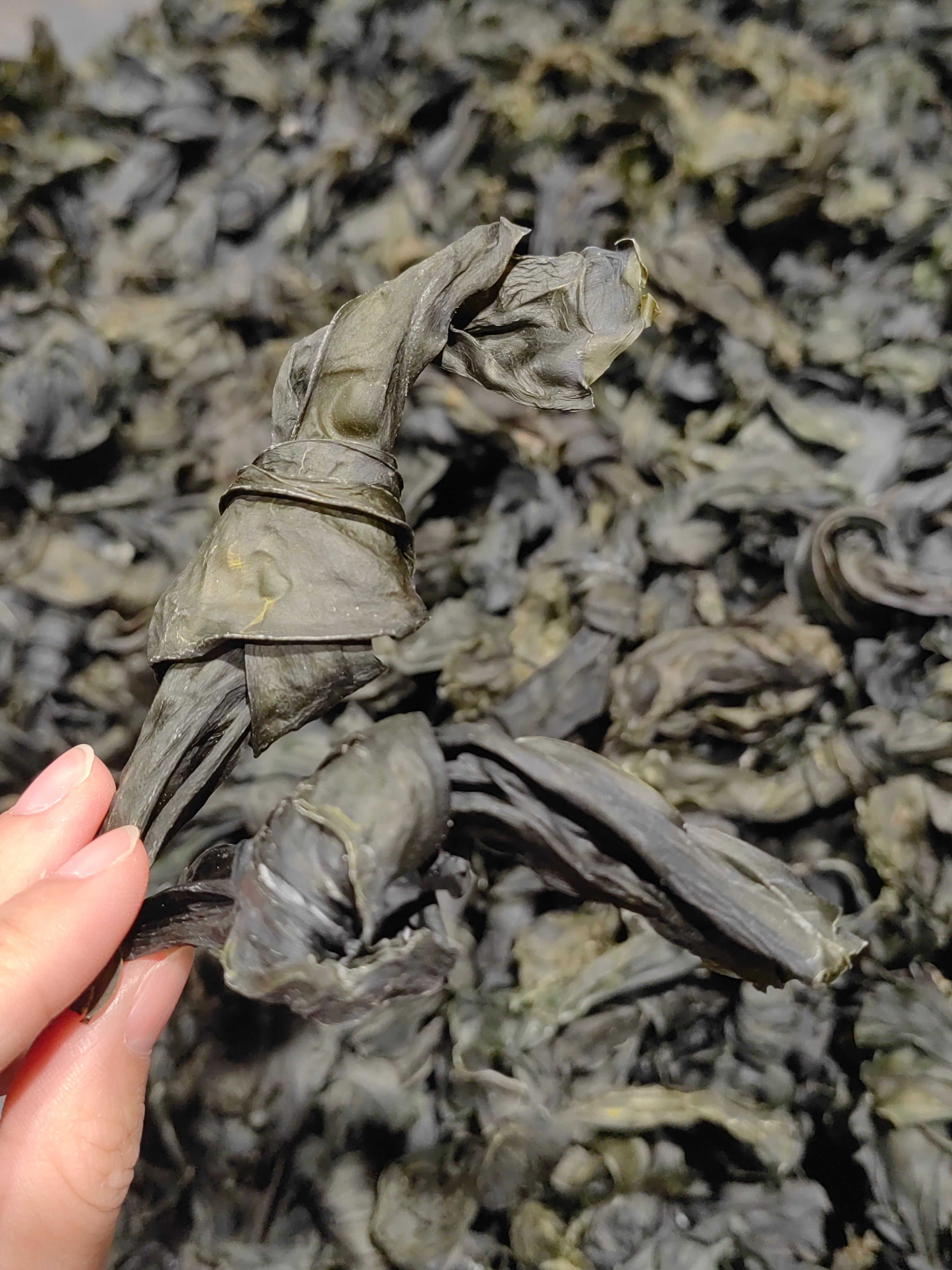 Vibrant Green Laminaria Japonica Salted Kombu Nutrient Rich Superfood For Salads