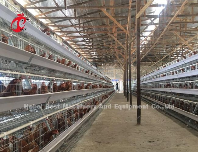 Q235 Grade Steel Wire Layer Farming Cage System With Nipples And Nipples With Cups Star