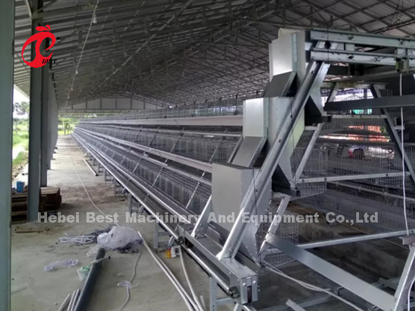 16 Weeks Egg Laying Hen A Or H Frame Automated Layer Cages 15000 Birds Emily