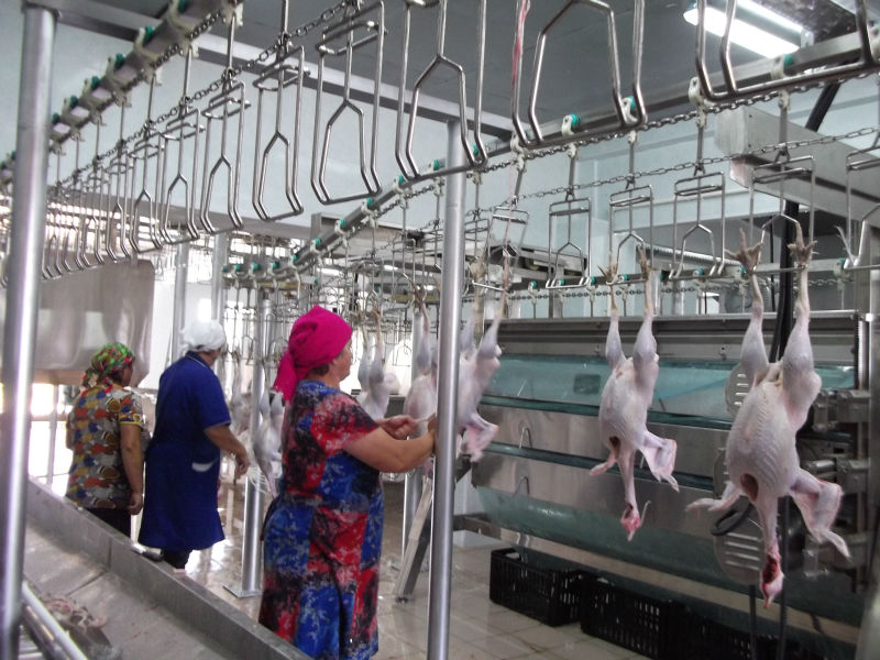 Automatic Small Poultry Abattoir Equipment Stainless Steel Chicken Mobile Machinery
