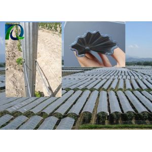 China Vine Plants 50mm × 30mm Vineyard Grape Stake Hot Dipped Galvanized on sale