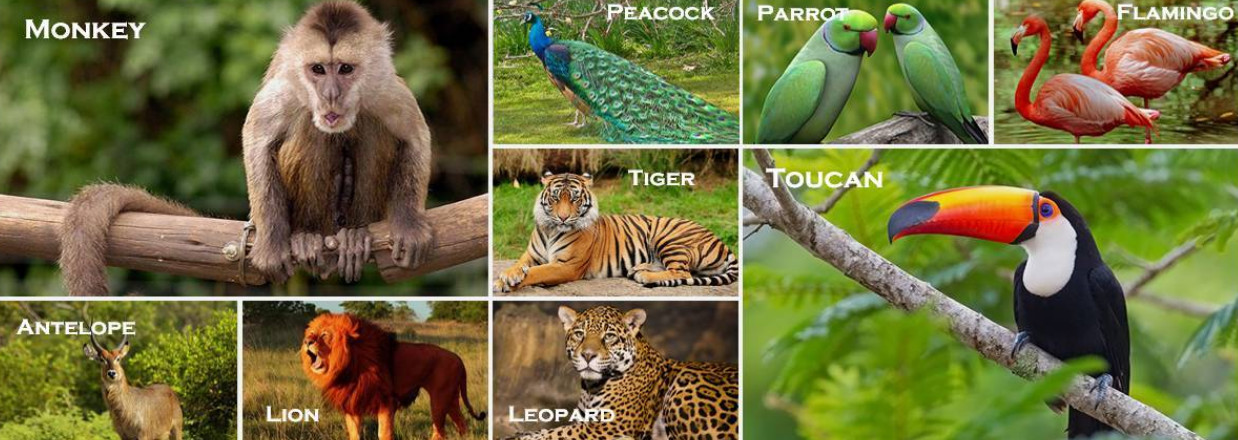 OHSAS 18001 rust resistant wildlife Chain Wire Fencing