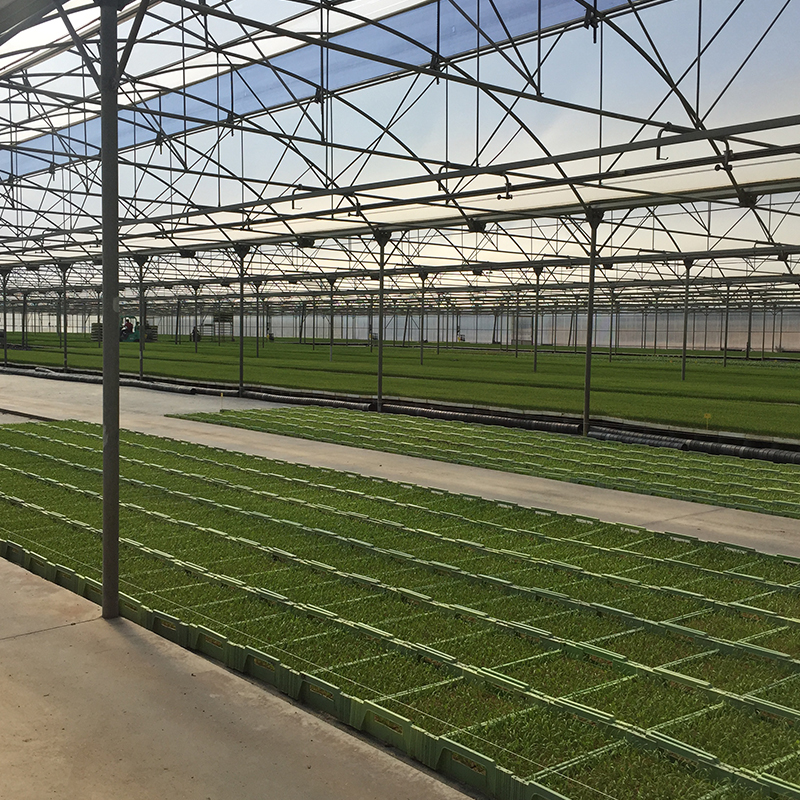 Agricultural Greenhouse Ltd. Presents Large Vertical Hydroponic System for Lettuce